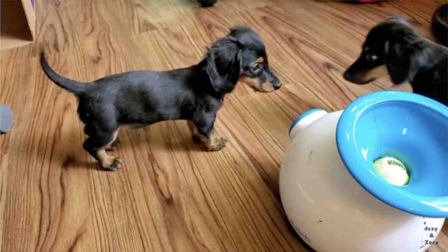 ダックスフンド,動画