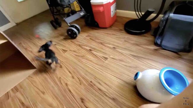 ダックスフンド,動画