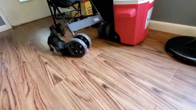 ダックスフンド,動画