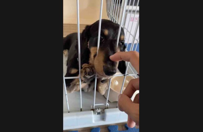 ダックスフンド,動画