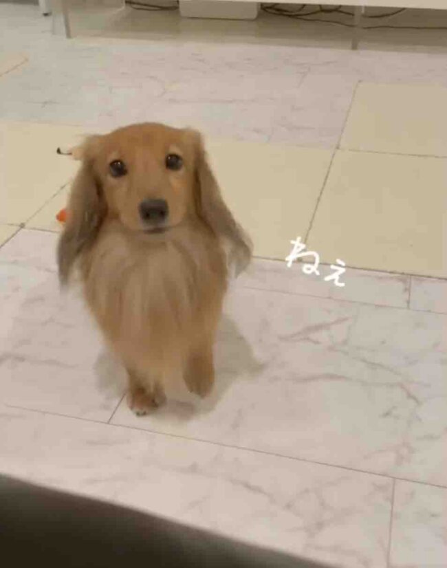 ダックスフンド,動画