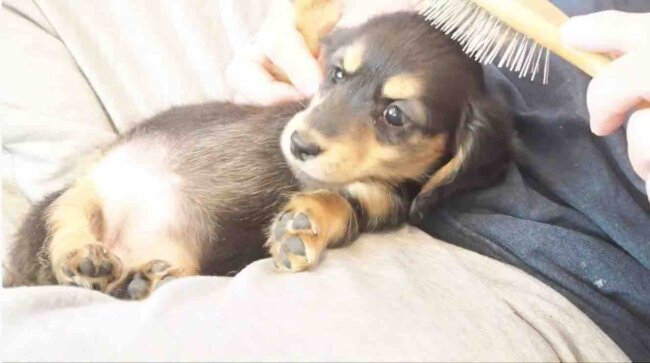 ダックスフンド,動画