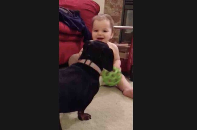 ダックスフンド,動画