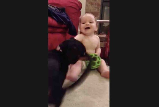 ダックスフンド,動画