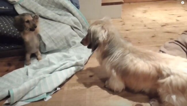 ダックスフンド,動画