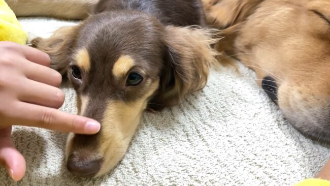 ダックスフンド,動画