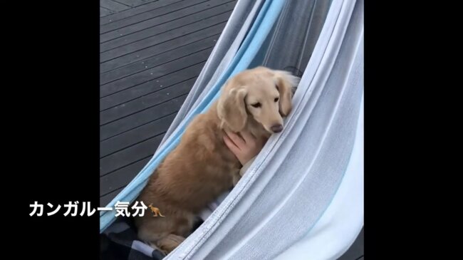 ダックスフンド,動画