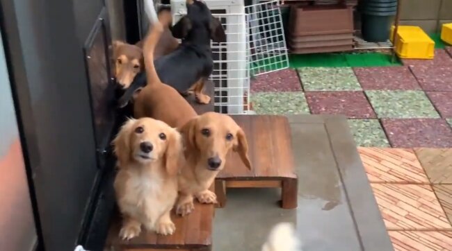 ダックスフンド,動画