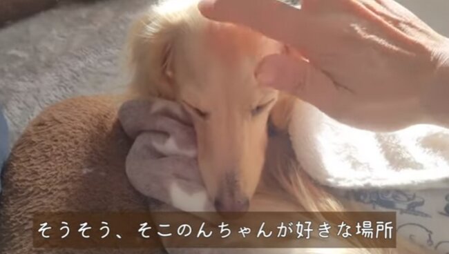 ダックスフンド,動画