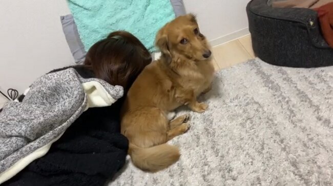 ダックスフンド,動画