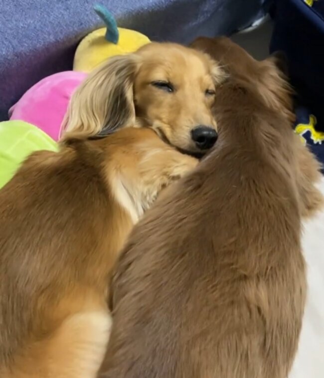 ダックスフンド,動画