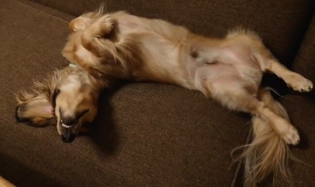 ダックスフンド,動画