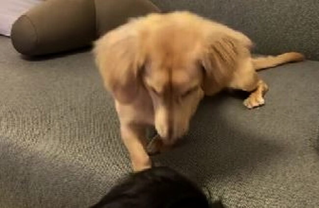 ダックスフンド,動画