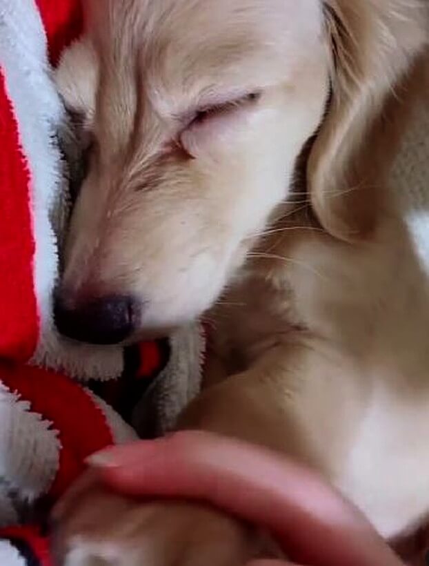 ダックスフンド,動画