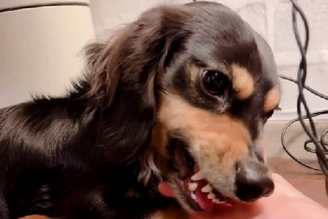 ダックスフンド,動画