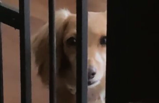 ダックスフンド,動画