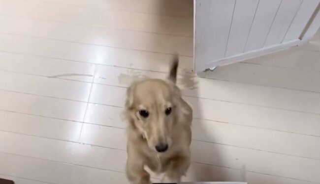 ダックスフンド,動画