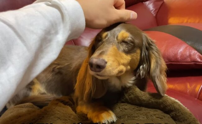 ダックスフンド,動画