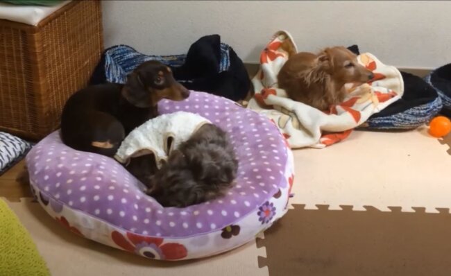 ダックスフンド,動画