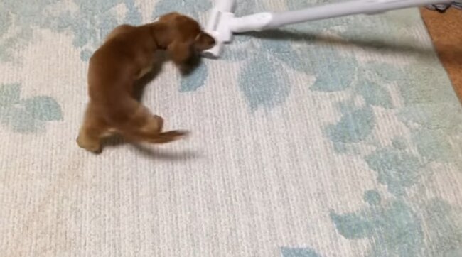 ダックスフンド,動画