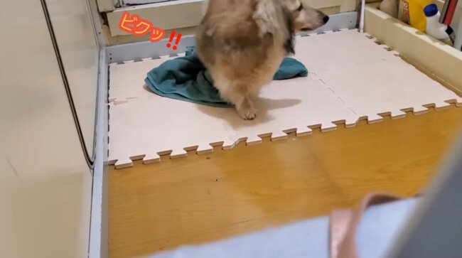 ダックスフンド,動画