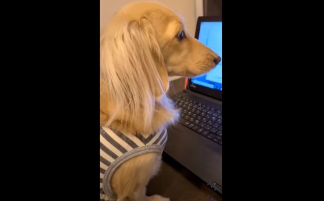 ダックスフンド,動画