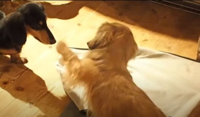 ダックスフンド,動画