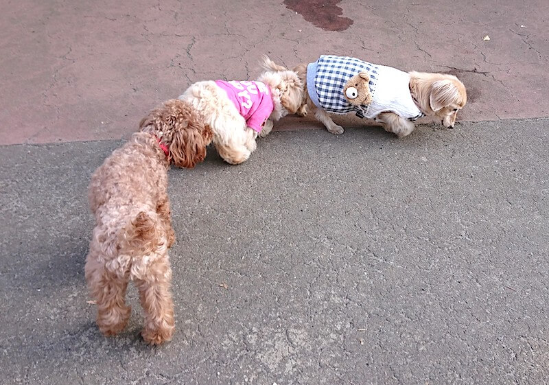 ダックス,トイプー