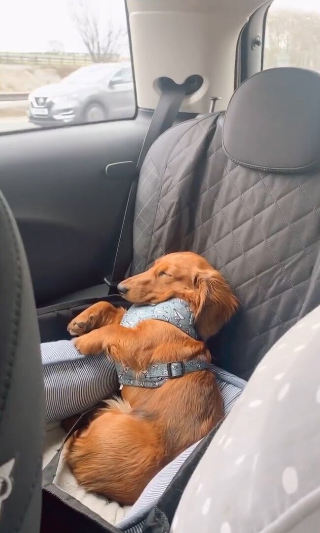 ダックスフンド,動画