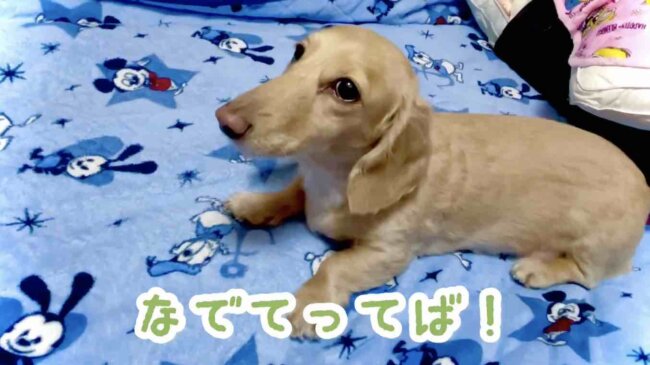 ダックスフンド,動画