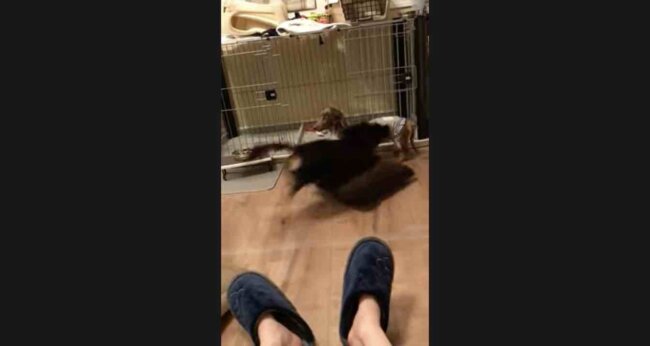 ダックスフンド,動画