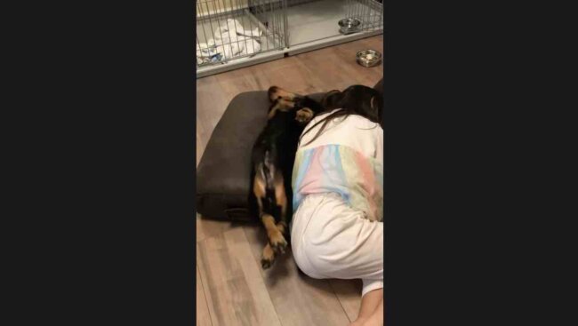 ダックスフンド,動画