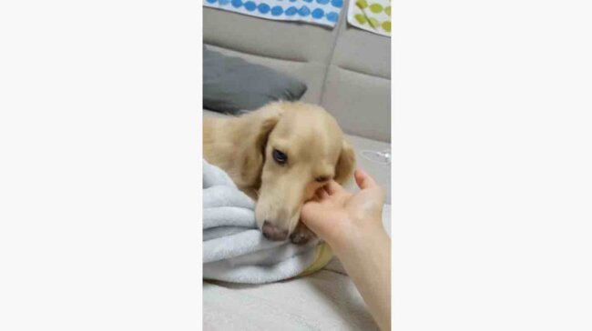 ダックスフンド,動画