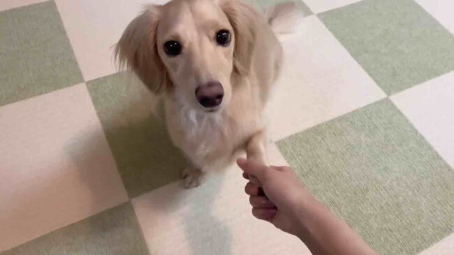 ダックスフンド,動画