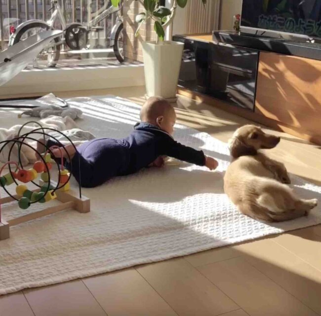 ダックスフンド,動画