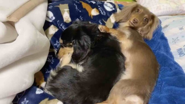 ダックスフンド,動画