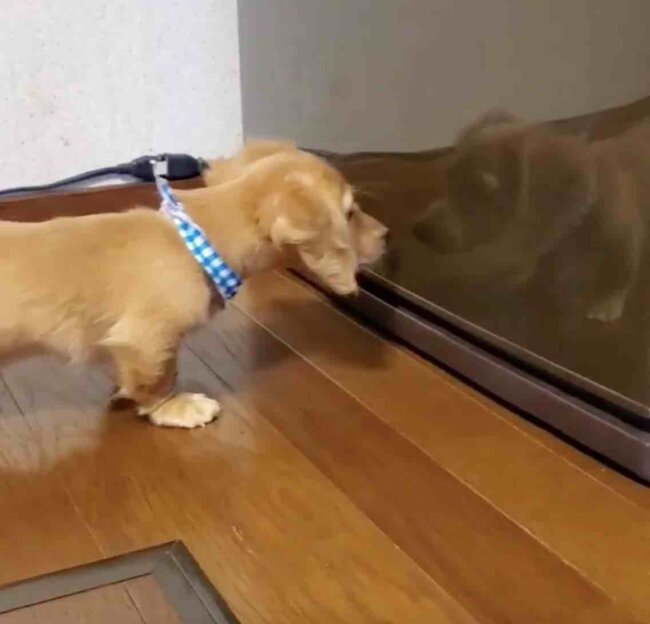 ダックスフンド,動画