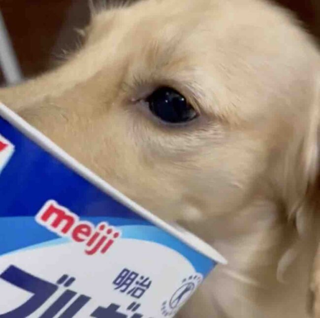 ダックスフンド,動画