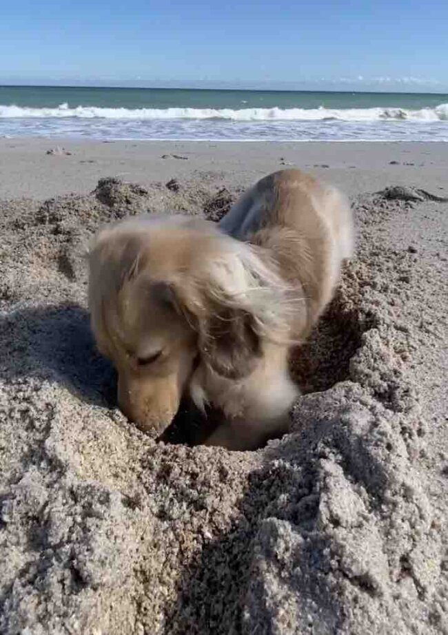 ダックスフンド,動画