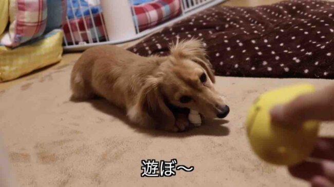 ダックスフンド,動画