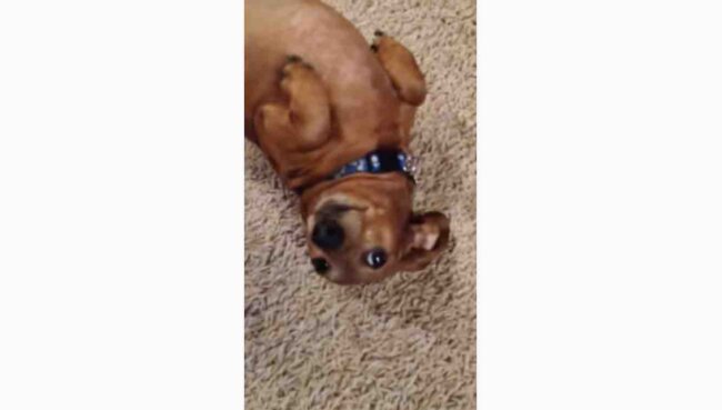 ダックスフンド,動画