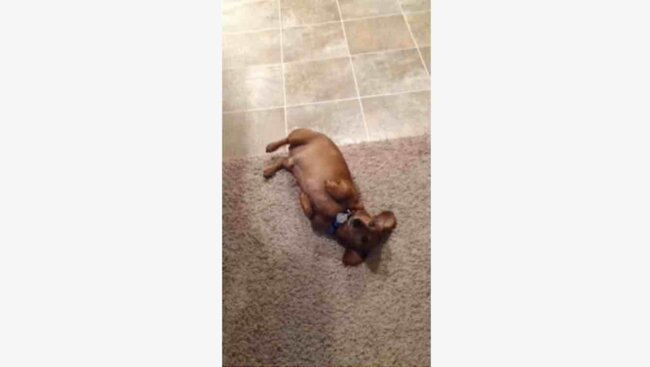 ダックスフンド,動画