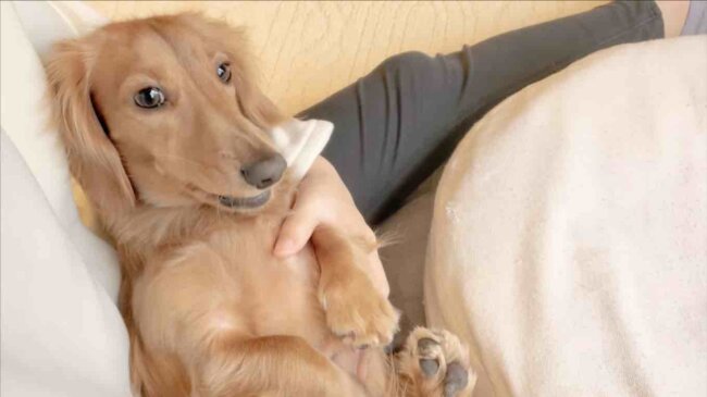 ダックスフンド,動画