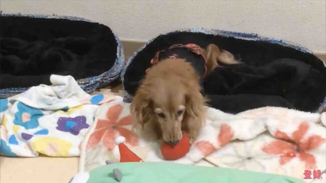 ダックスフンド,動画