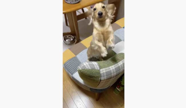 ダックスフンド,動画