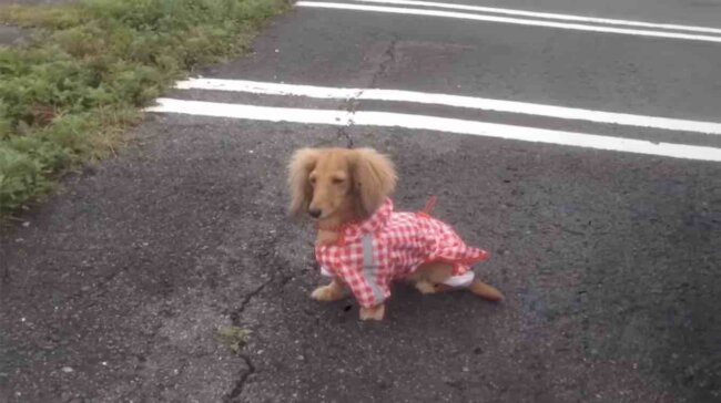 ダックスフンド,動画