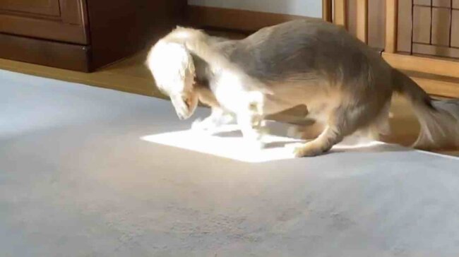 ダックスフンド,動画