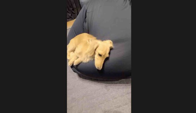 ダックスフンド,動画