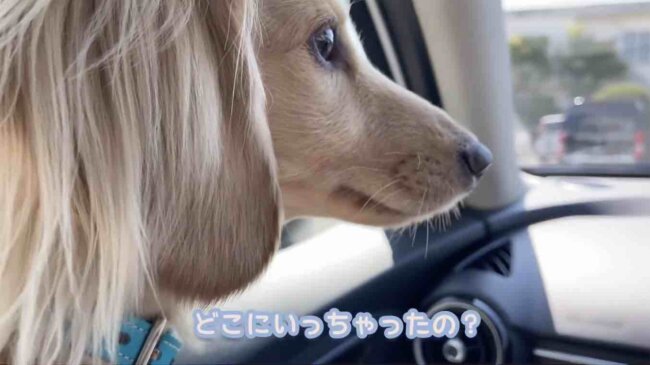 ダックスフンド,動画