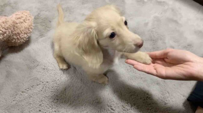 ダックスフンド,動画